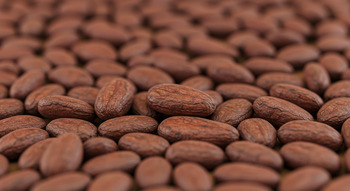 Cocoa Beans